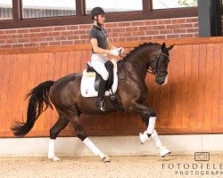 dressage horse Tiburon BB (Oldenburg, 2012, from Totilas)