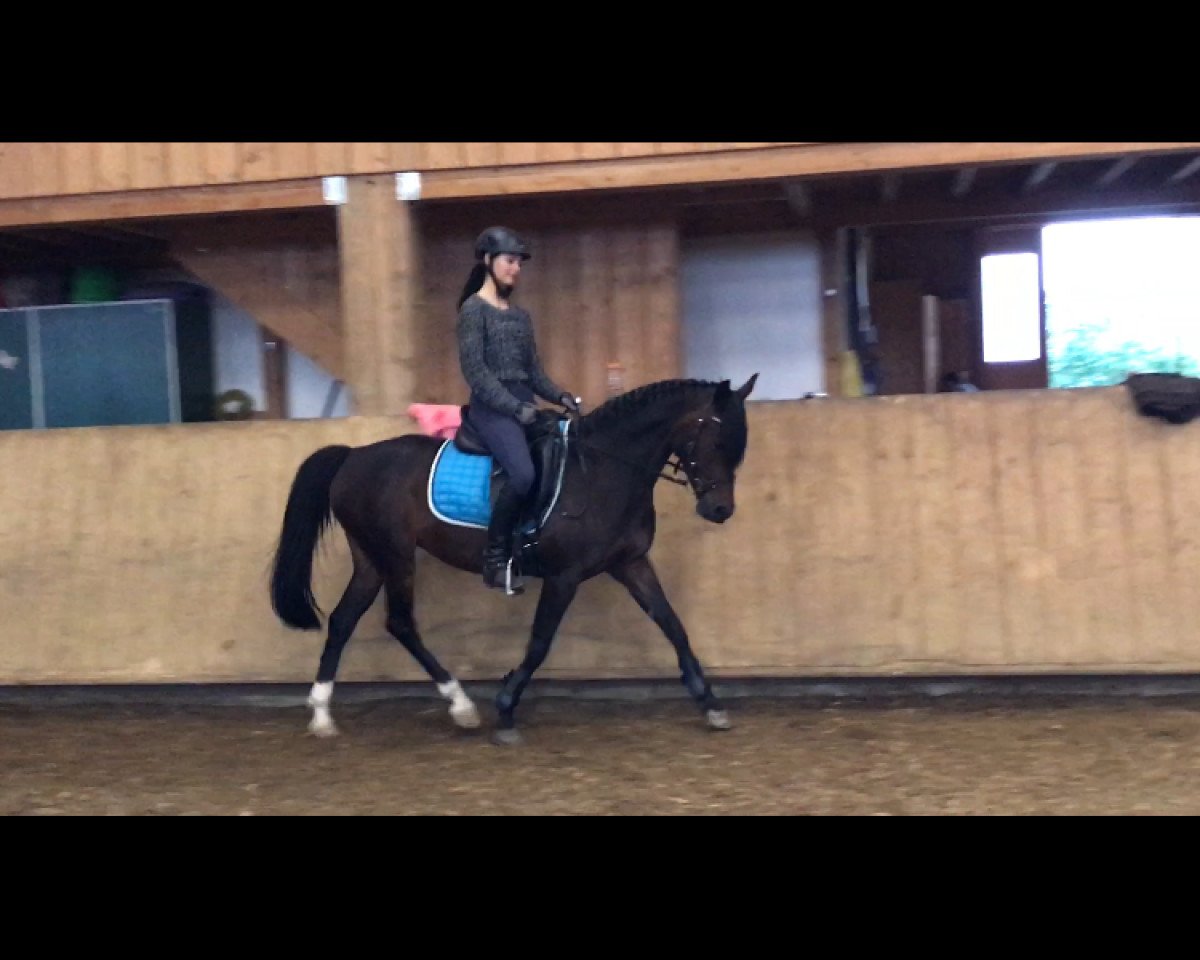 Springpferd Sternchen 404 (Deutsches Reitpony, 2005, von Heartbreaker)
