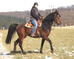 horse Eukor (Arabian thoroughbred, 2013, from Kahil Al Shaqab ox)