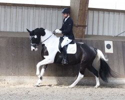 Zuchtstute Glamorous Oso Totilly (KWPN (Niederländisches Warmblut), 2011, von Totilas)