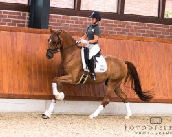 dressage horse Dime Royal (Oldenburg, 2013, from Dimaggio)