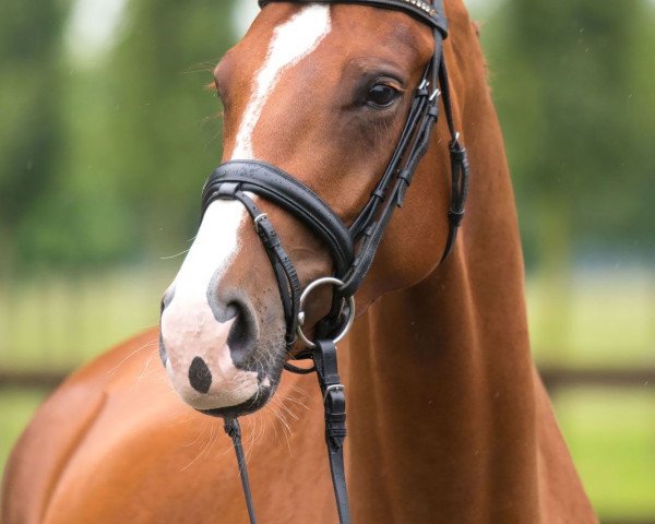 dressage horse Bandidas BB (Oldenburg, 2013, from Bretton Woods)