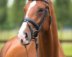 dressage horse Bandidas BB (Oldenburg, 2013, from Bretton Woods)