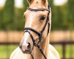 dressage horse Angie (Oldenburg, 2013, from Abanos)