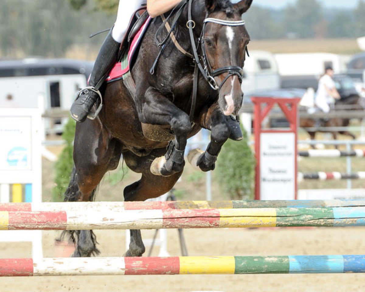 jumper Donaro (German Riding Pony, 2004, from Da Vinci R)