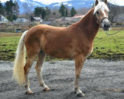 Zuchtstute Sherry (Haflinger, 2015, von liz. 280/T Wolfgang)