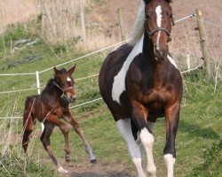 broodmare Hoelgaard's Zavajo's Pride (KWPN (Royal Dutch Sporthorse), 2004, from Farrington)