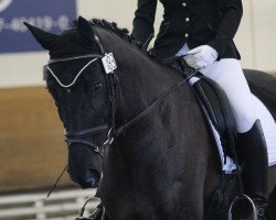 dressage horse Schneewitchen W (Hessian Warmblood, 2003, from Sandro Hit)