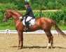 dressage horse Worldly III (Hanoverian, 2006, from Weltmeyer)