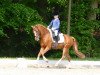 dressage horse Mr. Maverick FH (Welsh-Pony (Section B), 2001, from Eyarth Caradog)