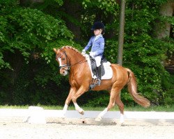 dressage horse Mr. Maverick FH (Welsh-Pony (Section B), 2001, from Eyarth Caradog)