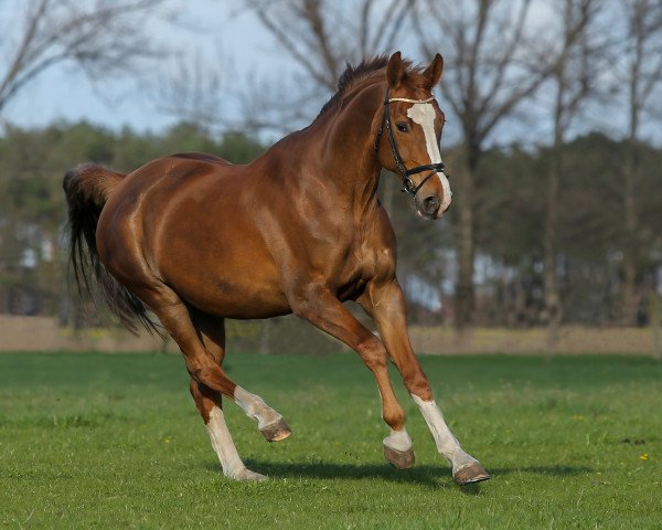 horse Maxima (German Warmblood, 2007, from Pilano)