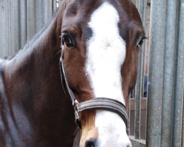 dressage horse Fine Colour 3 (Westphalian, 2009, from Future)