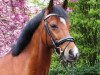 dressage horse Pertardo (German Riding Pony, 2006, from Principal Boy)