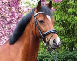 dressage horse Pertardo (German Riding Pony, 2006, from Principal Boy)