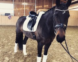 dressage horse Elaine 38 (KWPN (Royal Dutch Sporthorse), 2009, from Tuschinski)