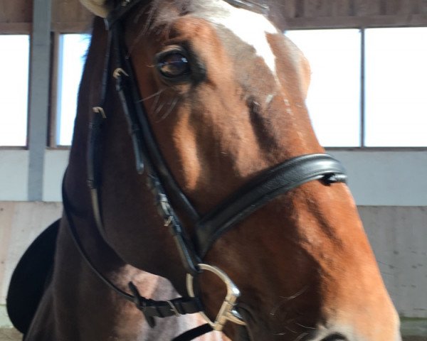 horse King Loui (Hungarian Warmblood, 2007, from Der Kleine Lord)