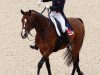 dressage horse Corinth (Oldenburg, 1996, from Cheenook)