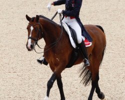 dressage horse Corinth (Oldenburg, 1996, from Cheenook)