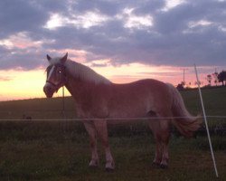 Pferd Ayana (Haflinger, 2002, von Alhi Vital)