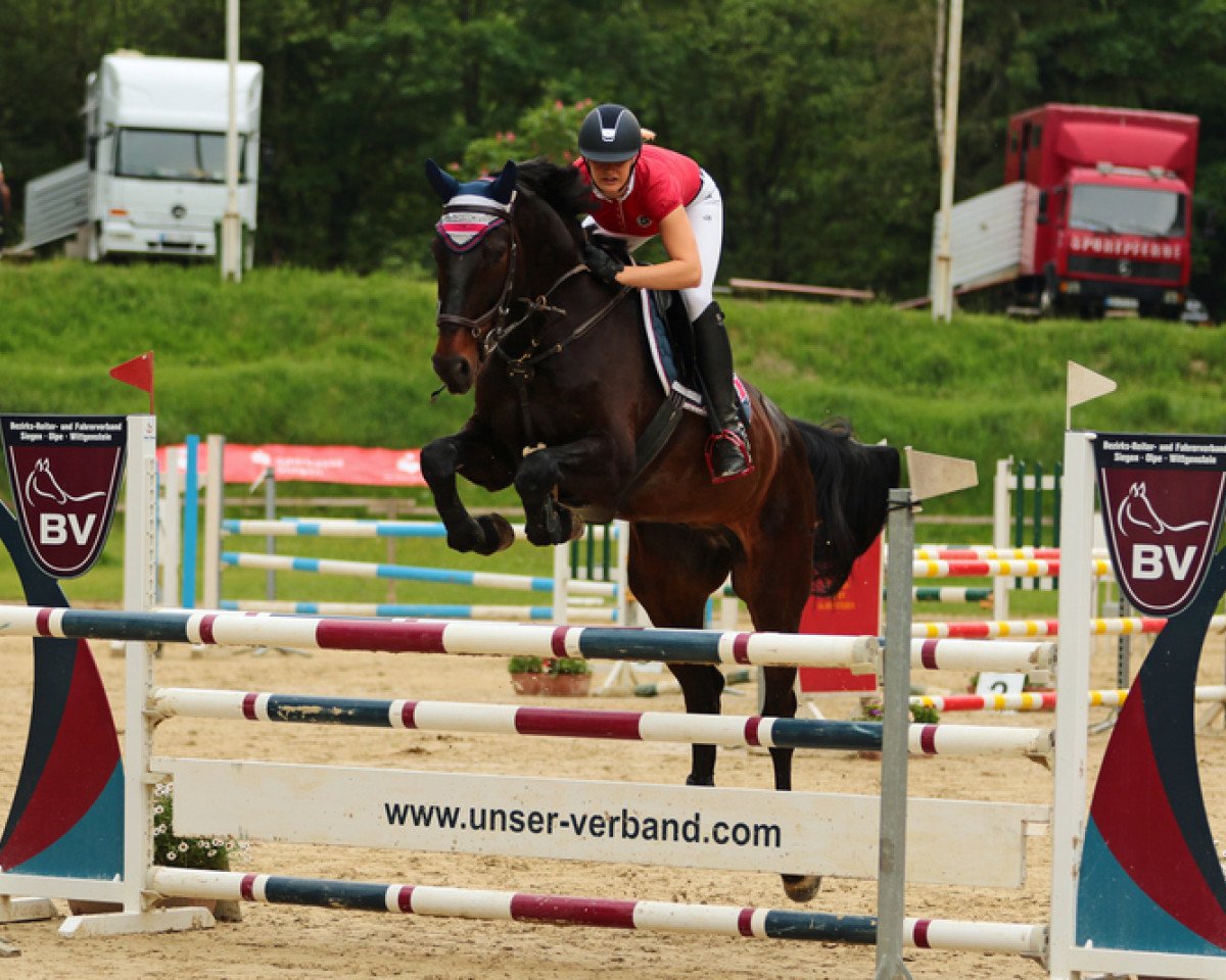 jumper Captain Celestro (German Sport Horse, 2008, from Charon)
