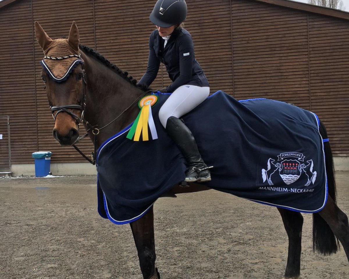 Springpferd Honey 111 (KWPN (Niederländisches Warmblut), 2012, von Quasimodo Z)