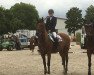 jumper Nando R (Little German Riding Horse, 2012, from Nemax)