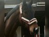 dressage horse Sky is the Limit RFB (Westphalian, 2012, from Silbermond)