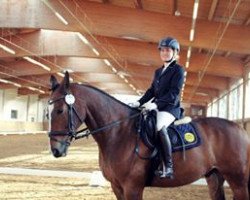 dressage horse Vivallo 2 (KWPN (Niederländisches Warmblut), 2003, from Voltaire)