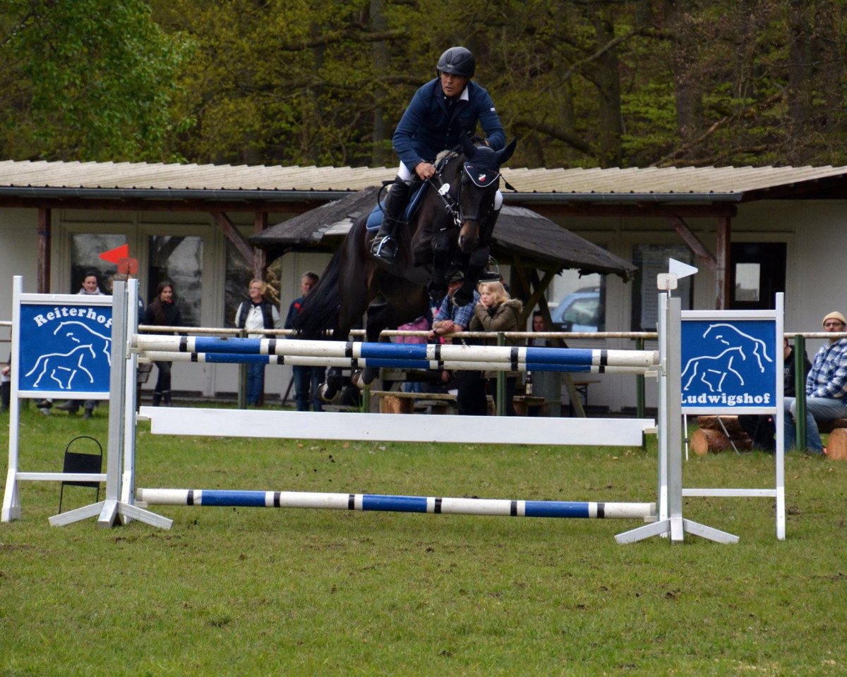 Zuchtstute Bella-Lu Concinnity (Polnisches Warmblut, 2010, von Balou du Rouet)