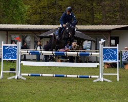 broodmare Bella-Lu Concinnity (Polish Warmblood, 2010, from Balou du Rouet)