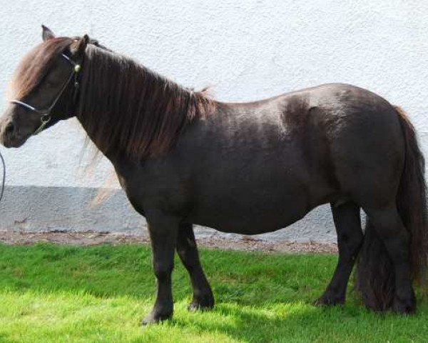 broodmare Showgirl v.d. Amstelhof (Shetland Pony, 2002, from On The Rocks of Marshwood)