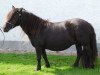 broodmare Showgirl v.d. Amstelhof (Shetland Pony, 2002, from On The Rocks of Marshwood)