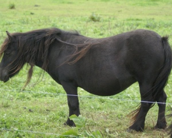 Zuchtstute Fleur van de Amstelhof (Shetland Pony, 1991, von Rosson of Transy)