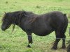 broodmare Fleur van de Amstelhof (Shetland Pony, 1991, from Rosson of Transy)