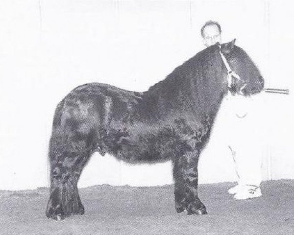 Deckhengst Komeet van de Amstelhof (Shetland Pony, 1995, von Friso van de Heuvelshof)