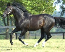 stallion Gone West xx (Thoroughbred, 1984, from Mr. Prospector xx)