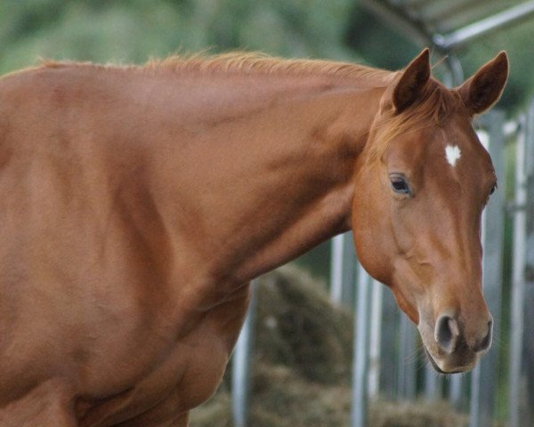 horse Zippos Sierra Scheme (Quarter Horse, 2015, from Zippos Good Mr.)