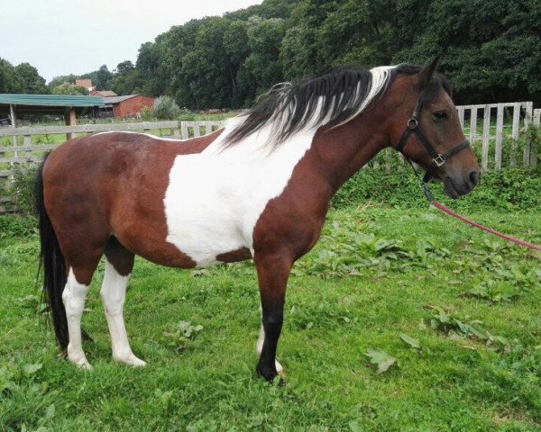 horse Pinto (Pinto / Pony, 2002)