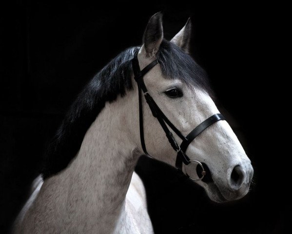 Springpferd Grantstown Sovern (Irish Sport Horse, 2008, von Unbekannt IR)