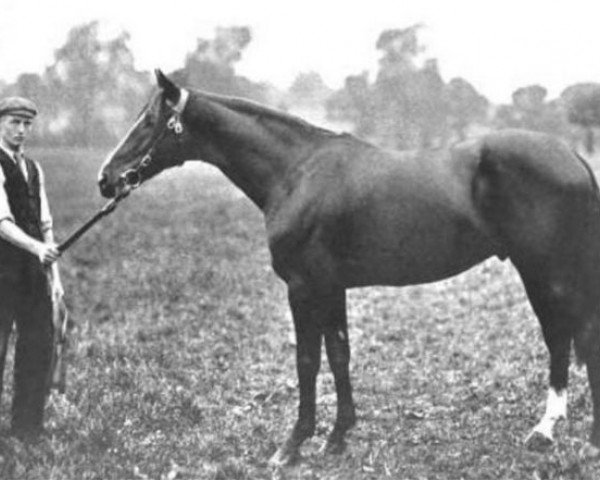 stallion Mackintosh xx (Thoroughbred, 1898, from Florizel xx)
