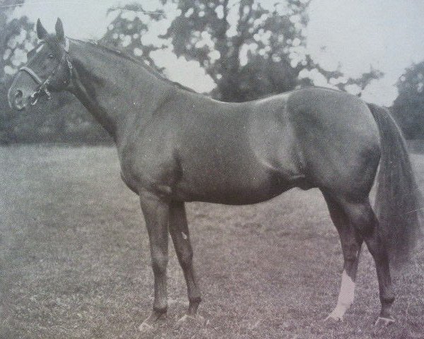 stallion Warden Of The Marches xx (Thoroughbred, 1922, from Phalaris xx)