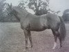 stallion Warden Of The Marches xx (Thoroughbred, 1922, from Phalaris xx)