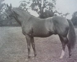 stallion Warden Of The Marches xx (Thoroughbred, 1922, from Phalaris xx)