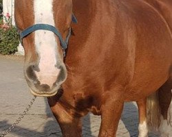 horse Dorin (South German draft horse, 2005, from Donator)