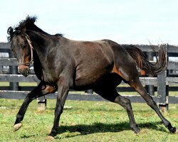 broodmare Bound xx (Thoroughbred, 2011, from Jump Start xx)