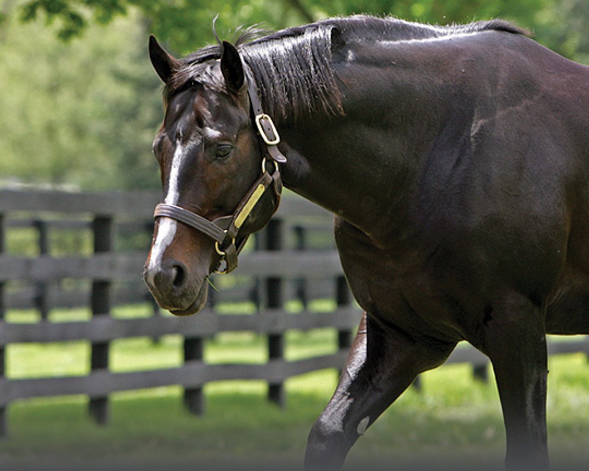 stallion Jump Start xx (Thoroughbred, 1999, from A. P. Indy xx)