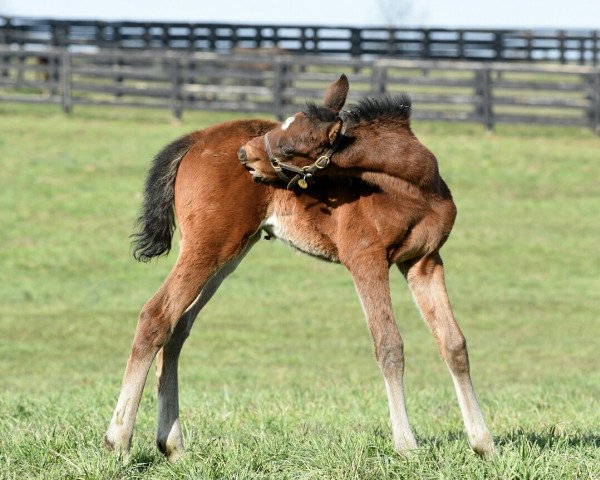 horse Stute von Brody´s Cause xx (Thoroughbred, 2018, from Brody's Cause xx)