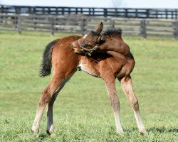 horse Stute von Brody´s Cause xx (Thoroughbred, 2018, from Brody's Cause xx)