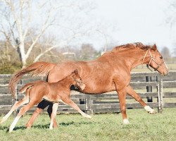 horse Hengst von Brody´s Cause xx (Thoroughbred, 2018, from Brody's Cause xx)